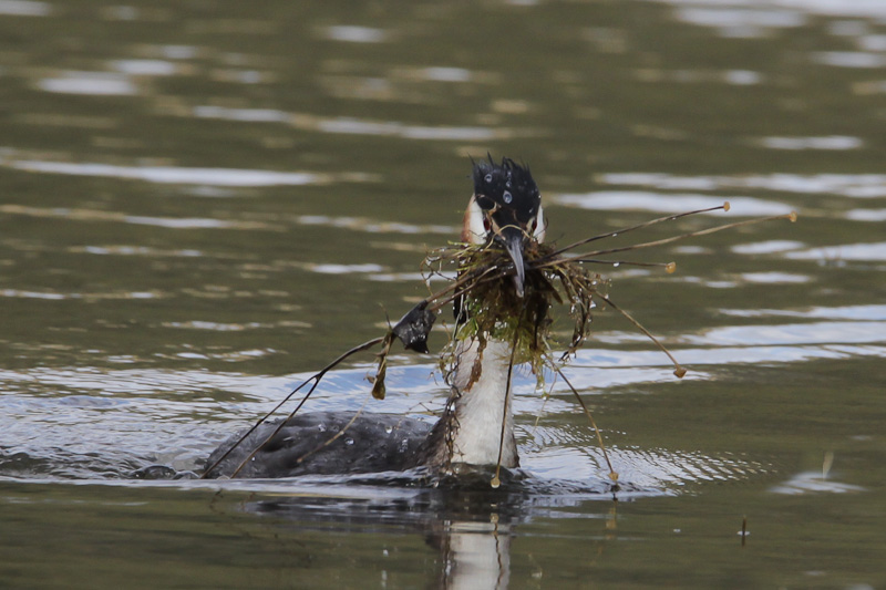 Australasian Crested Grebe