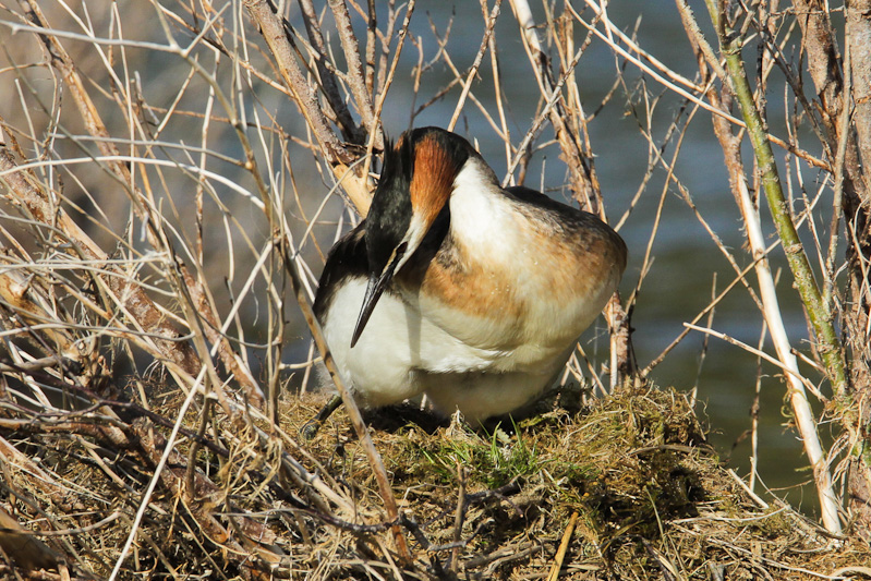 Australasian Crested Grebe