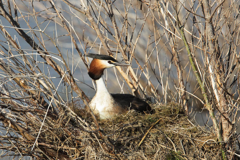 Australasian Crested Grebe
