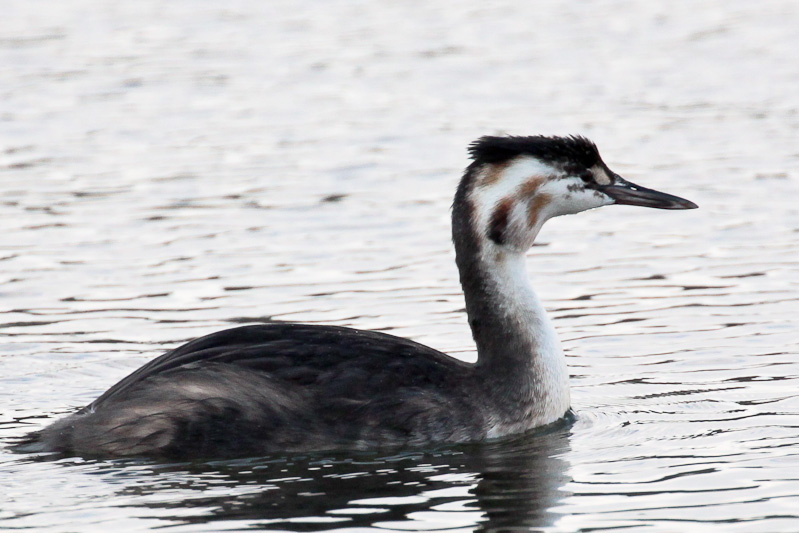 Australasian Crested Grebe