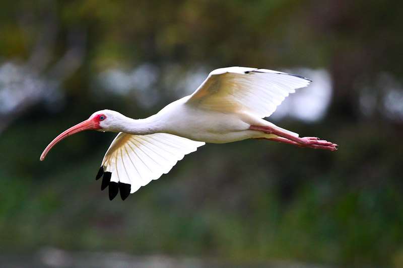 White Ibis