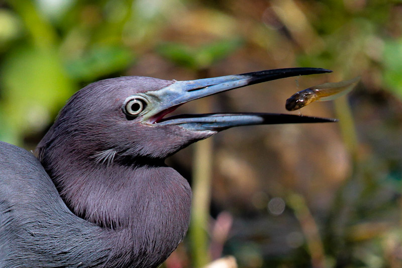Little Blue Heron