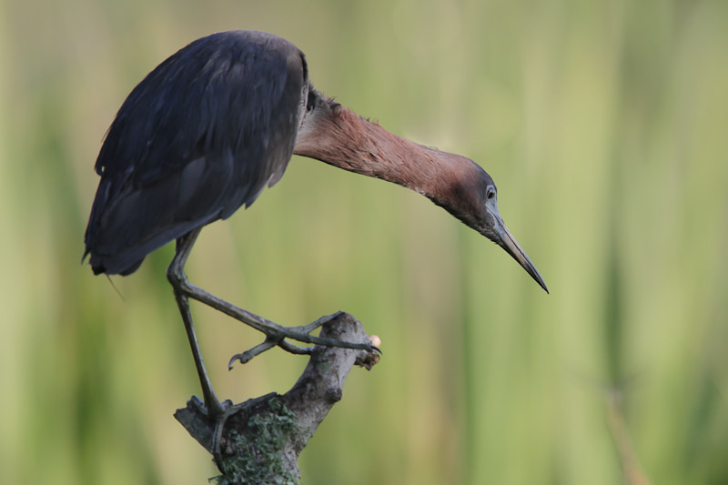 Little-blue Heron