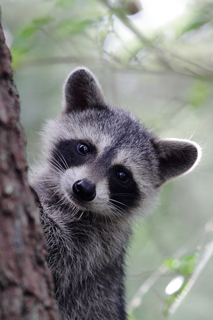 Raccoon