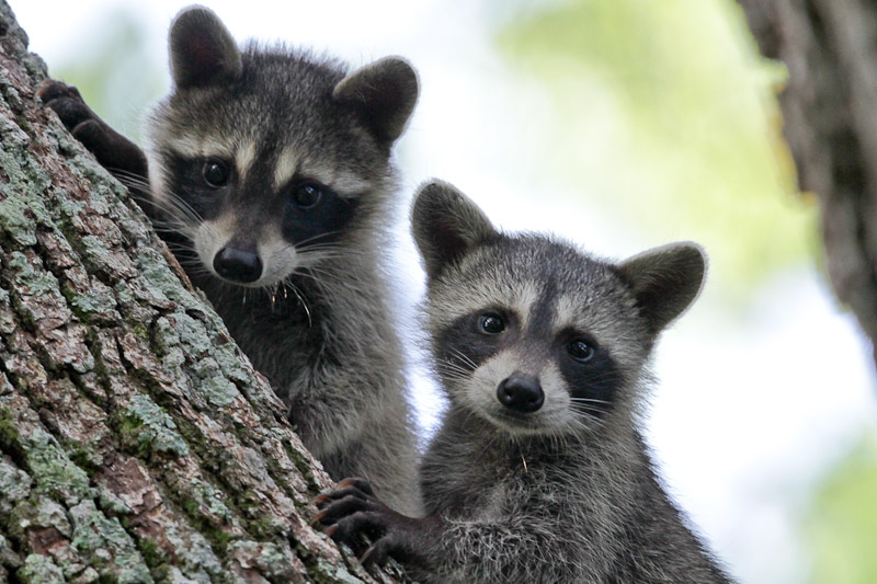 Raccoon