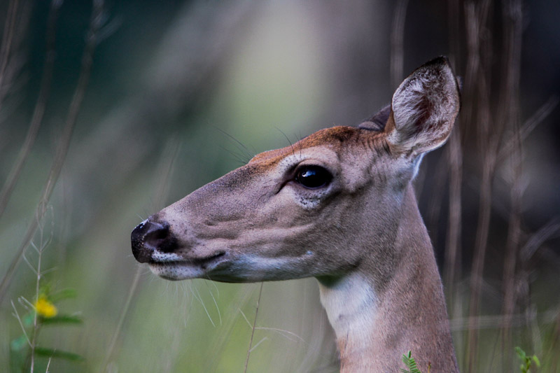 White-tailed Deer