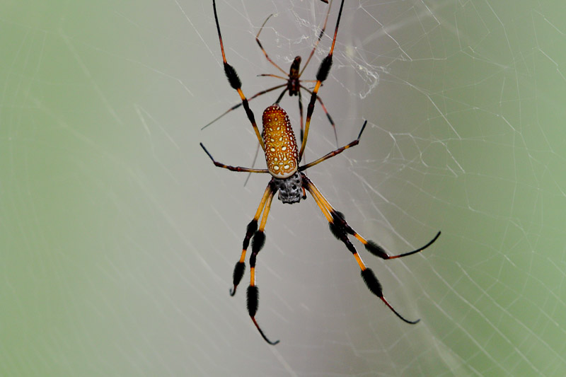 Banana Spider