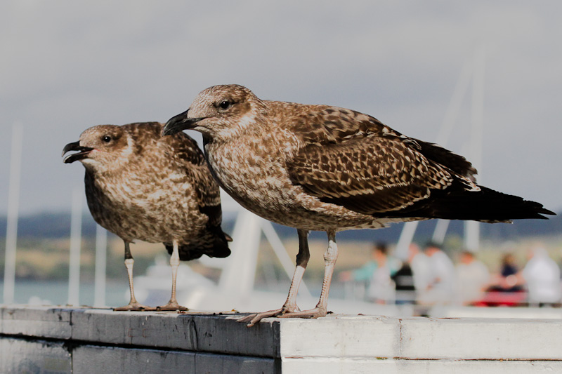 Black-backed Gull