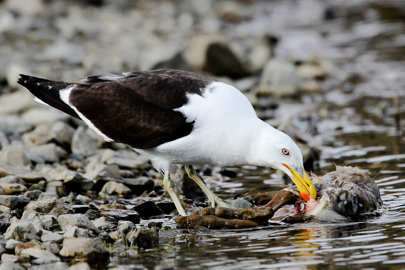 Black-backed Gull