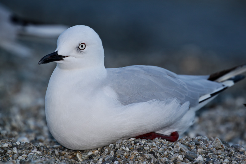 Black-billed Gull