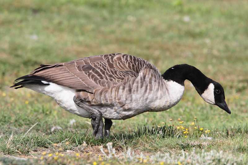 Canadian Goose