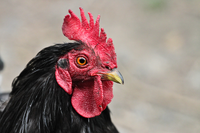 Red Junglefowl