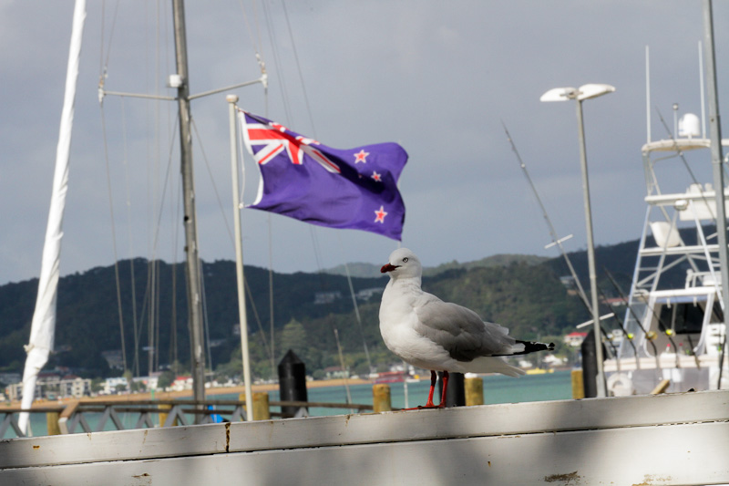 Red-billed Gull