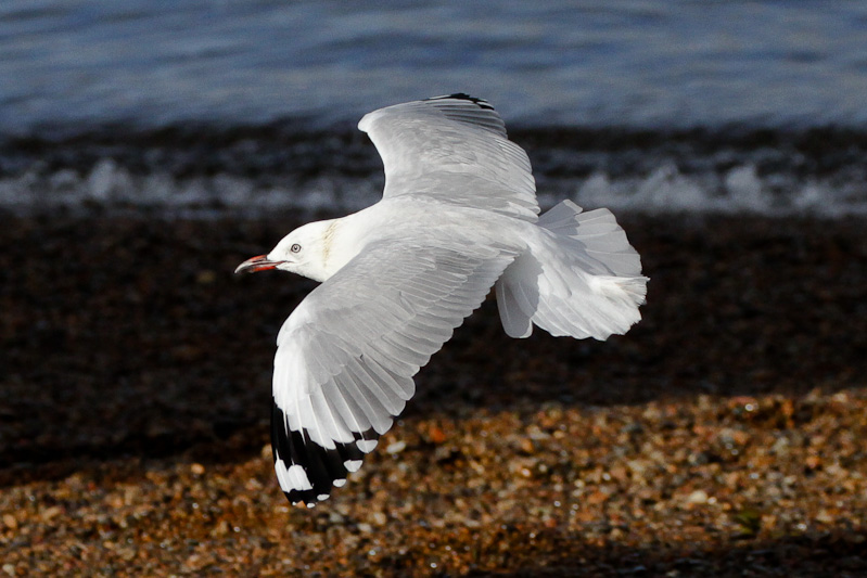 Red-billed Gull
