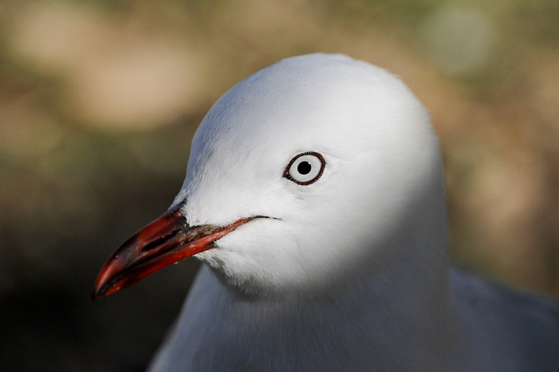 Red-billed Gull