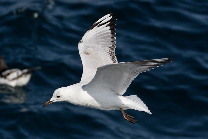 Red-billed Gull