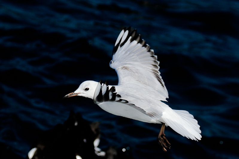 Red-billed Gull