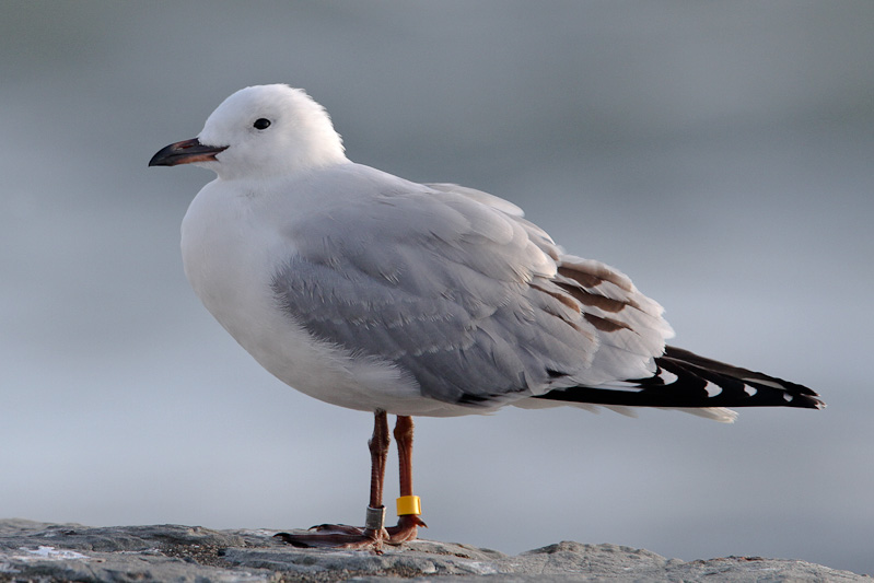 Red-billed Gull