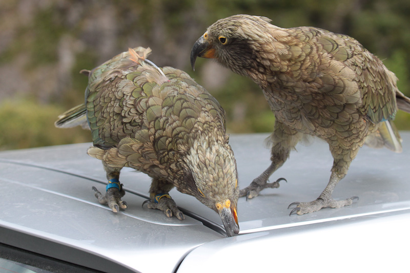 Kea