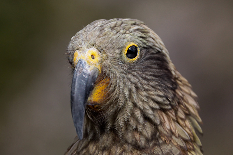 Kea