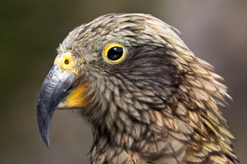 Kea 