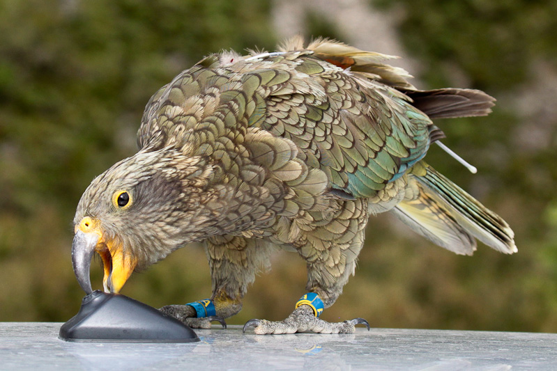 Kea