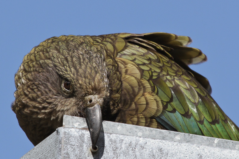 Kea