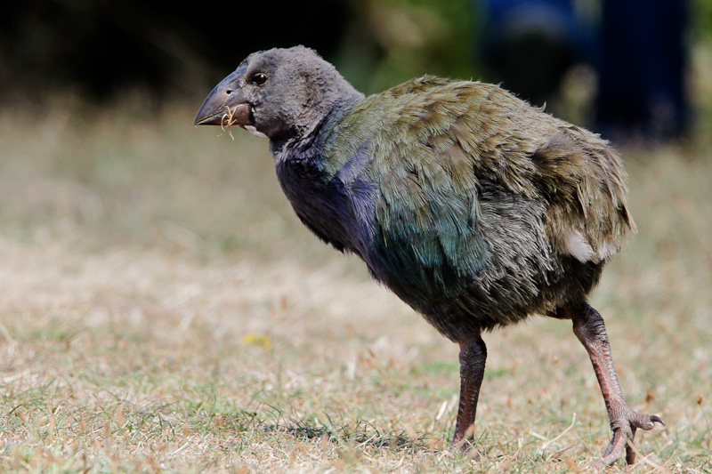 Takahe 