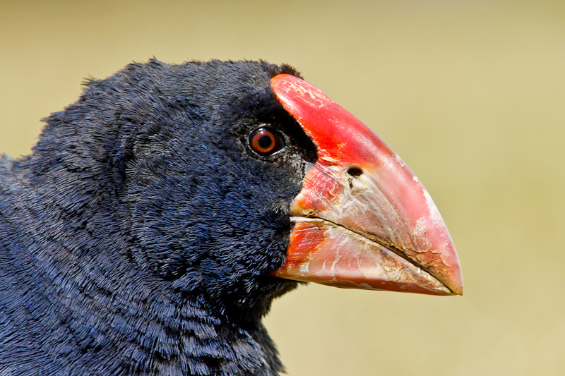 Takahe