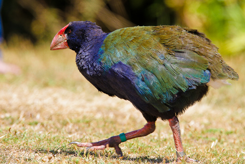 Takahe
