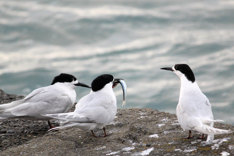 White Fronted Tern