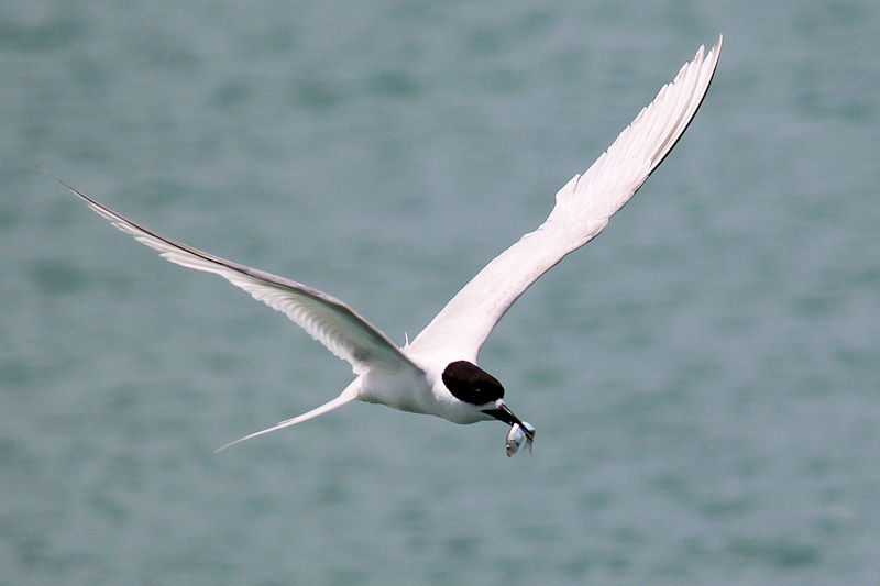 White Fronted Tern