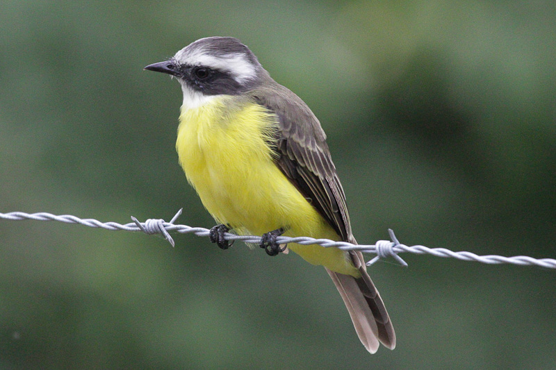 Social Flycatcher