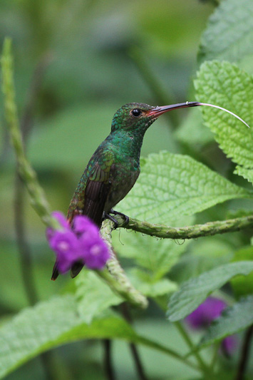 Rufous-tailed Hummingbird