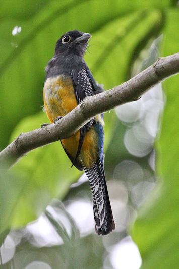 Violaceous Trogon