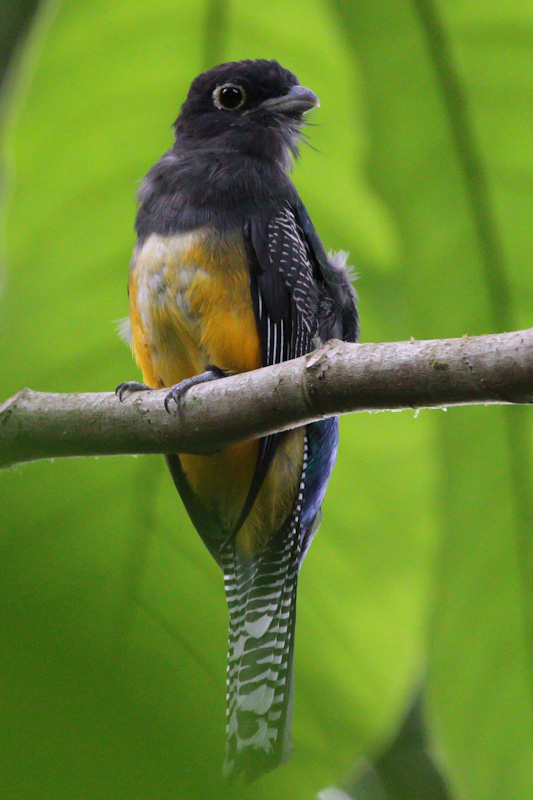 Violaceous Trogon