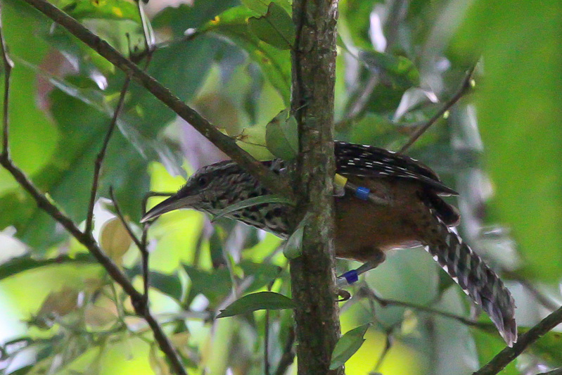 Band-backed Wren