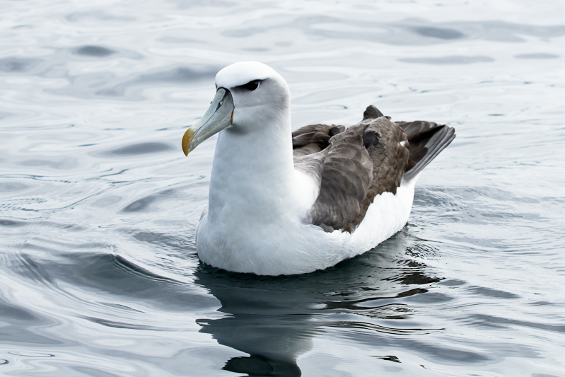 New Zealand White-capped Albatross