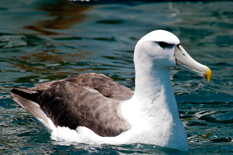 New Zealand White-capped Albatross