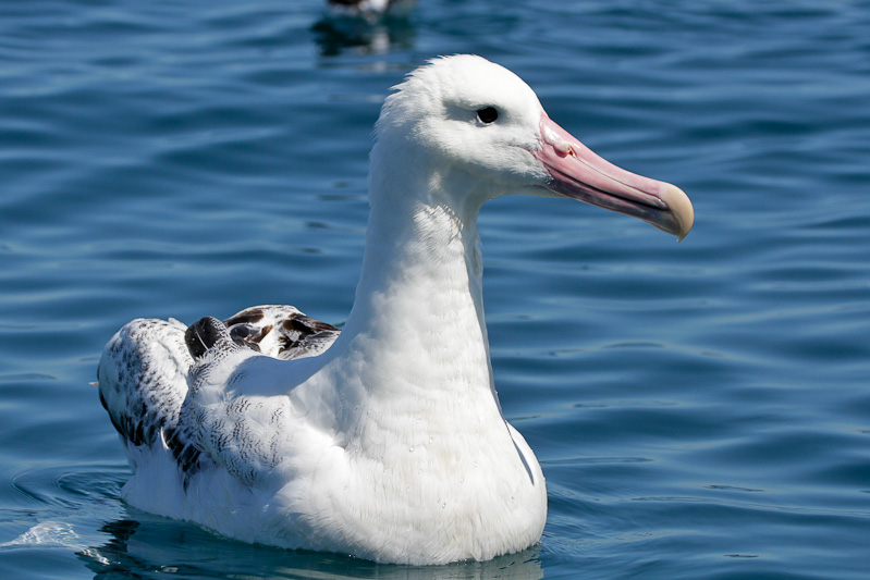 Southern Royal Albatross