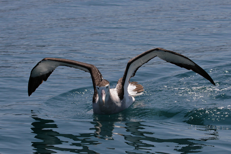 Antipodean Wandering Albatross