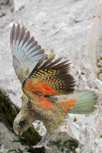 Kea