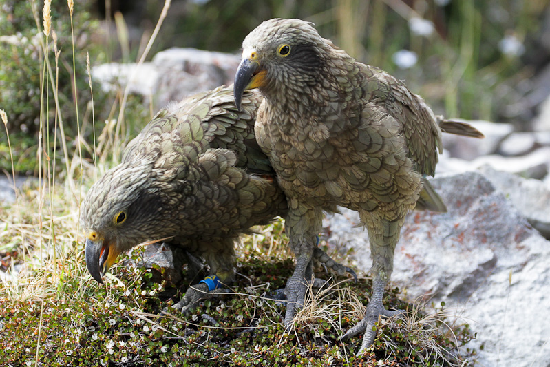 Kea