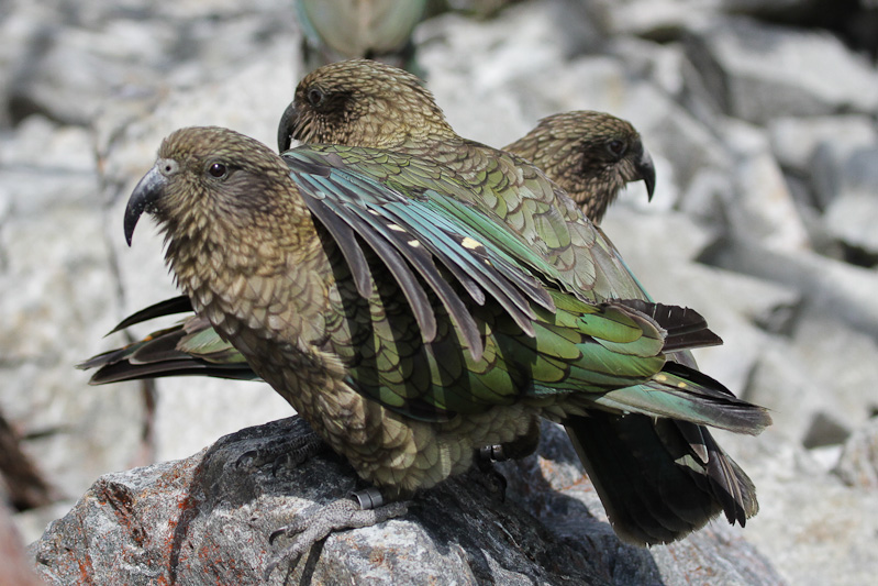 Kea