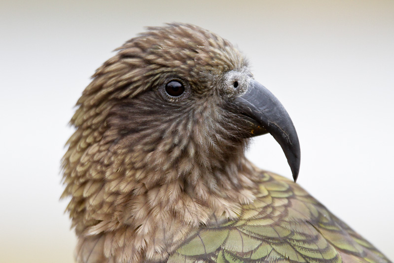 Kea