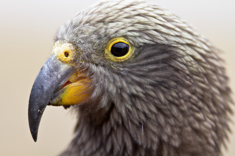 Kea