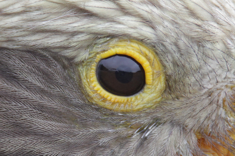 Kea