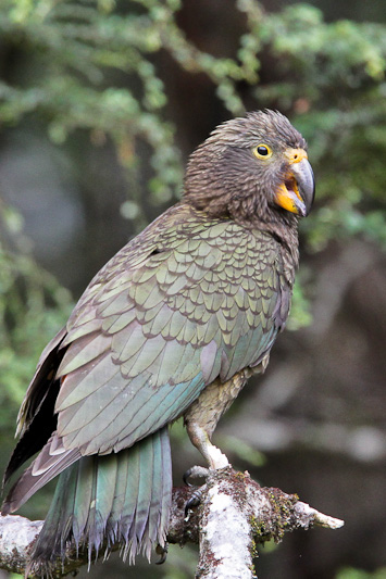 Kea