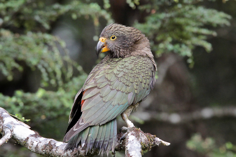 Kea