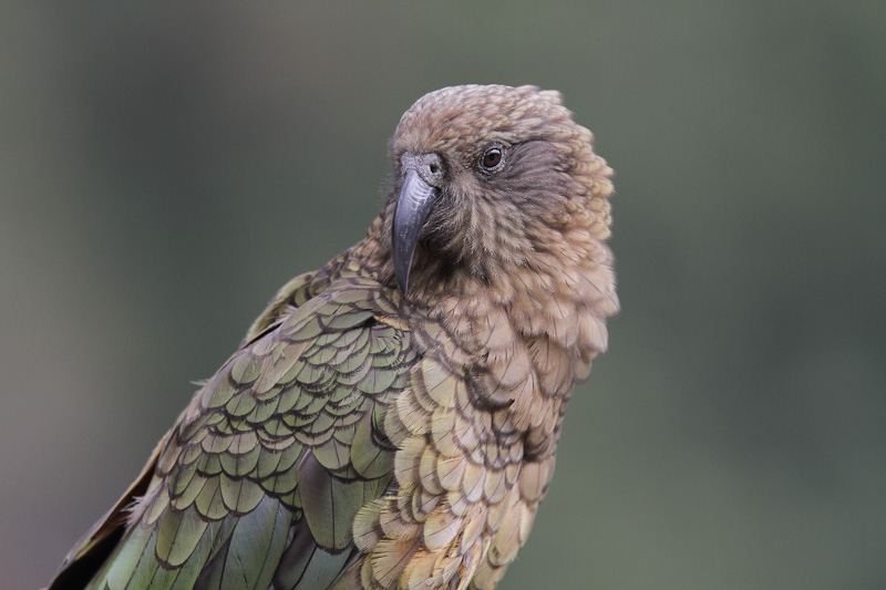 Kea